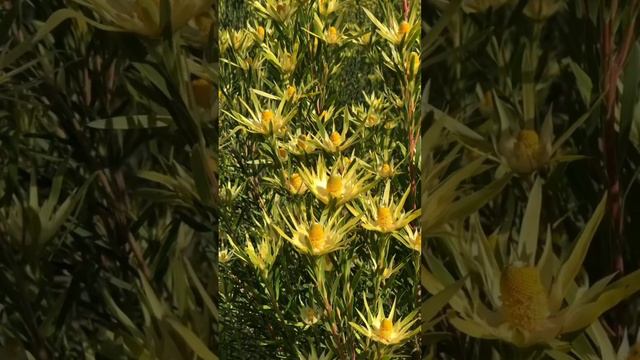 Beautiful leucadendron🌺🌺