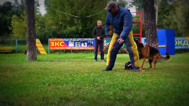Цейс - немецкая овчарка. Охрана места. смотреть онлайн