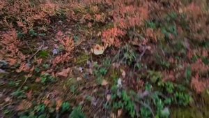 ТИХАЯ ОХОТА 2022.mp4