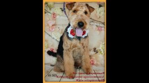 Вельштерьры в ДниРождения 2021г. #вельштерьер #собакадруг #питомниквегус