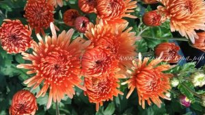 Хризантема в саду - Зимостойкая хризантема Бельчик. #хризантема #chrysanthemum