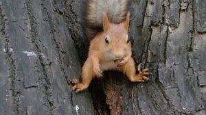 Ещё про диких мышей