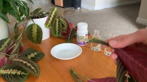 How to Propagate a Prayer Plant / Maranta leuconeura