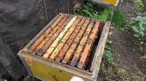 подсиливание слабых отводков пчел в октябре и результаты подсиливания