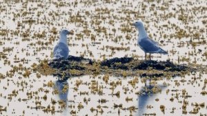 Остров Беринга. Никольское