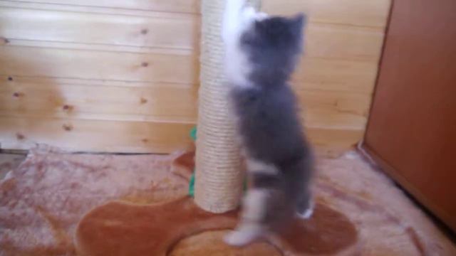 Норвежский лесной котенок Felix On Fashion Peak и когтеточка-пальма смотреть онлайн