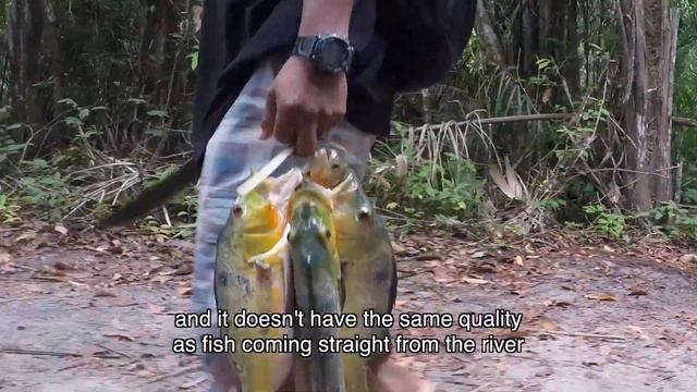 Sustainable wildlife management in the Rupununi, Guyana - #SWMProgramme смотреть онлайн