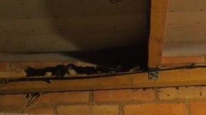 Где  ночуют ласточки