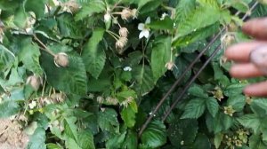 Новый супер ранний и супер урожайный сорт ремонтантной малины.