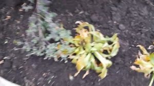 #хосты #кзиме /  Как подготовить  хосты к зиме проверенным способом.