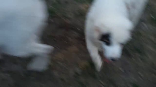 Дети Тигра смотреть онлайн