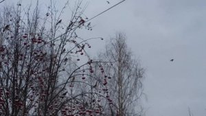 Свиристели  прилетели.