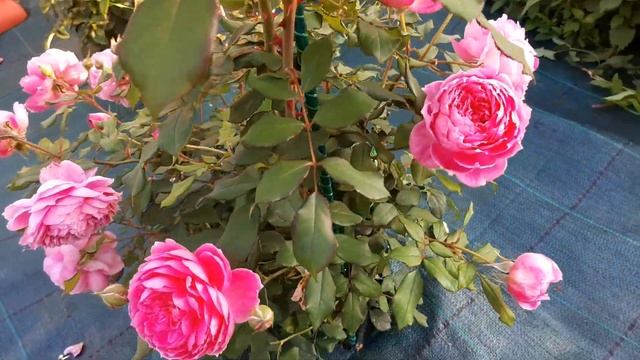 Роза Алан Тичмарш (Alan Titchmarsh) Д.Остин - из питомника Бутримовых смотреть онлайн