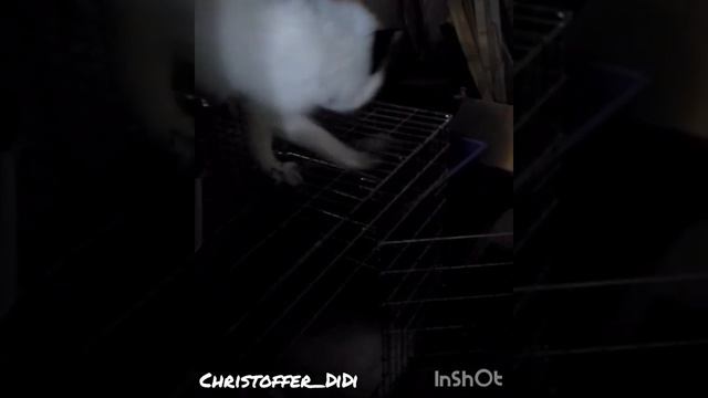 Лисьи танцы / Christoffer pet fox смотреть онлайн