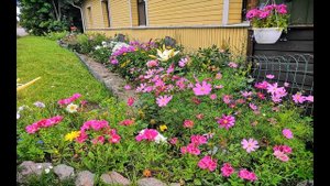 Изящная и не прихотливая ГОДЕЦИЯ, этот цветок не оставит вас равнодушными, как азалия