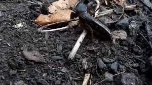 Как избавиться от медведки — выманиваем из гнезда