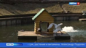 В Смоленске в пруд Лопатинского сада выпустили лебедей
