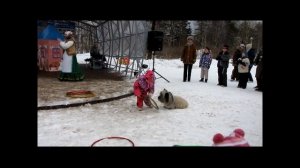 Масленица. Скай терьер Лапочка и Полина.