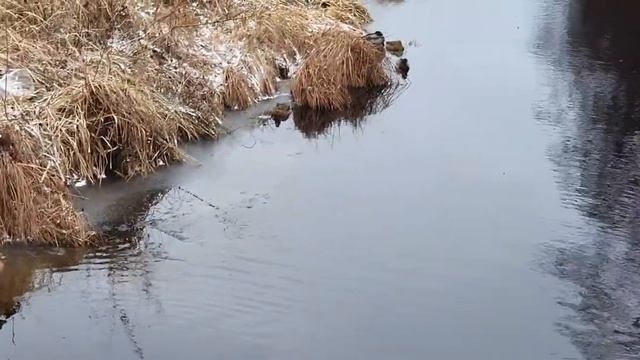 на дворе ноябрь? живая природа рядом // семейство уток