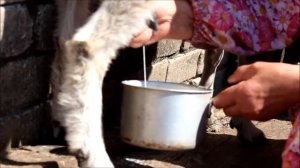 Коза и козлята. Как доят козу | Nature_My village