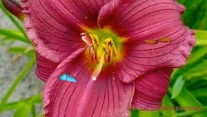 Лилейник гибридный Грэйп Велвет (grape velvet) ? обзор: как сажать, саженцы лилейника Грэйп Велвет