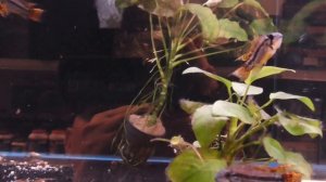 Аквариумная рыбка, Апистограмма какаду, Apistogramma cacatuoides