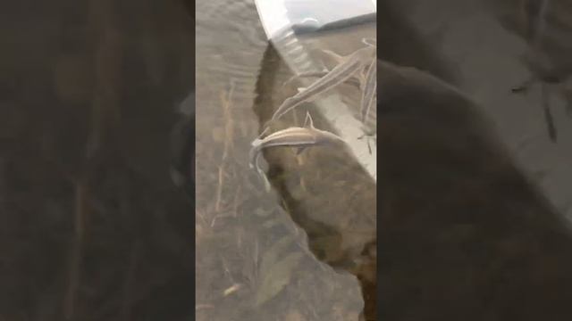 Выпускаем в водоём стерлядь!