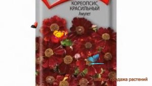 Кореопсис обыкновенный Красильный Амулет ? обзор: как сажать, семена кореопсиса Красильный Амулет