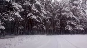 Ух ты какие ёлки!!!Красоты Лесного Матюнино!ч.1