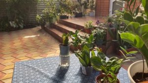Как быстро вырастить  красивый куст замиокулькаса из листочков