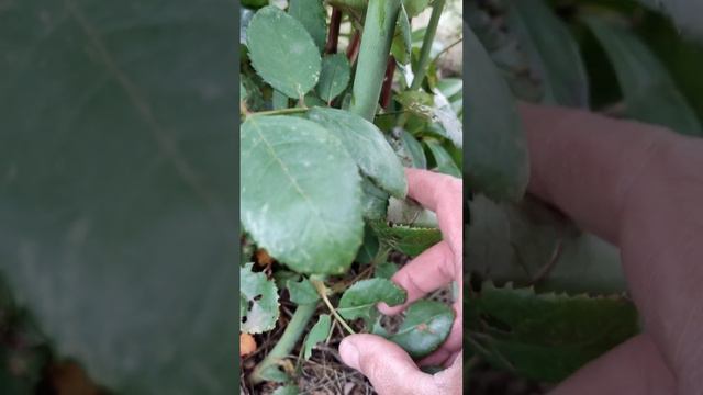 Как подготовить розы к зиме?  #советысадоводам #советыогородникам #розы