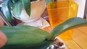 Последствия не правильного ухода за орхидеями