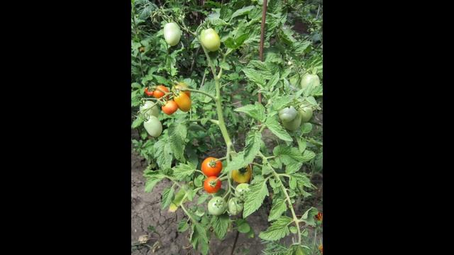 томат Акварель смотреть онлайн