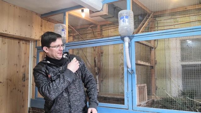 Волнистые попугаи.Что стало с бескрылыми попугаями.