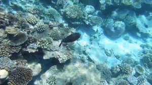 Kandima Maldives 5*. Отдых на Мальдивах 🌴🐬🏄