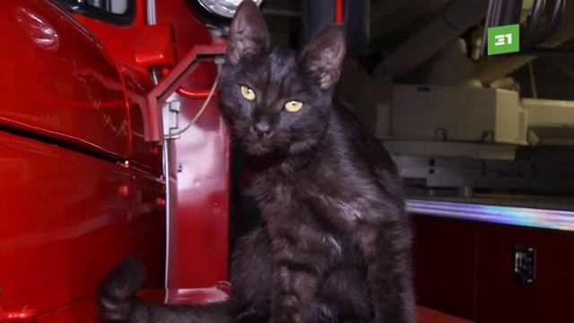 Уголек в МЧС. Кот-спасатель отработал первые сутки в пожарной части смотреть онлайн