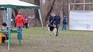 Вео Виват Финист Ясный Сокол