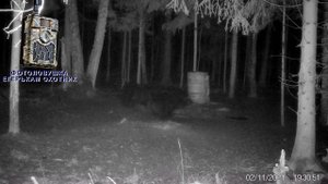 Медведи с фотоловушки ЕГЕРЬКАМ ОХОТНИК ( СиФар SiFar WillFine ) 4.8 CG видео присланное на почту