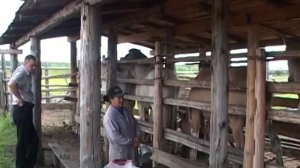 Дойка кобыл в Якутии