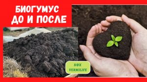 Биогумус до и после. Получение биогумуса из навоза и других растительных отходов при помощи червей.