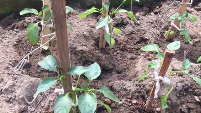 ЭКЗОТИЧЕСКИЕ ТОМАТЫ на лето!!! Быстрый рост!!! ОГРОМНЫЕ БУТОНЫ!!! смотреть онлайн