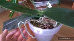 Цветущие орхидеи.Сого Релекс и Салюс Фрагранс,Ред Лион,Анаконда,Крес.