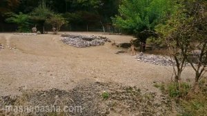 Зоопарк Цюриха / Zurich Zoo. Животные в зоопарке. Пингвины, обезьяны, зебры, кенгуру...