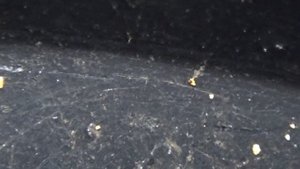 Мою золото шлюзом в промоине на ручье! Первое золото весны!!!