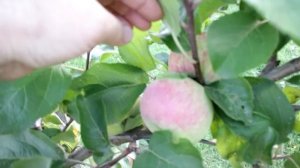 398_Карликовые яблони в яблочный год... Какое счастье!