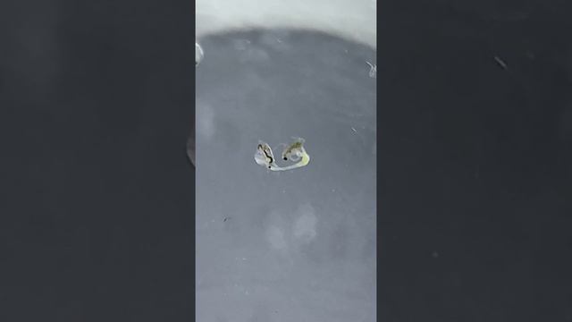 hydra getting beat up Daphnia