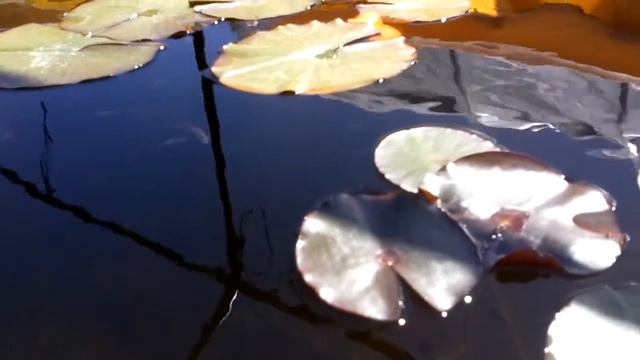 Brolit Rumchong. смотреть онлайн