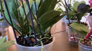 НЕБОЛЬШОЙ ОБЗОР КОЛЛЕКЦИИ ОРХИДЕЙ!!!