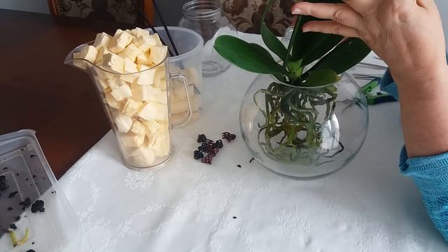 ОРХИДЕЯ МОНТРЁ - ПЕРЕСАДКА в ПЕНОПЛЕКС с ОБРАБОТКОЙ ФУНДАЗОЛОМ ТЁМНЫХ ПЯТЕН смотреть онлайн