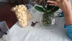 ОРХИДЕЯ МОНТРЁ - ПЕРЕСАДКА в ПЕНОПЛЕКС с ОБРАБОТКОЙ ФУНДАЗОЛОМ ТЁМНЫХ ПЯТЕН